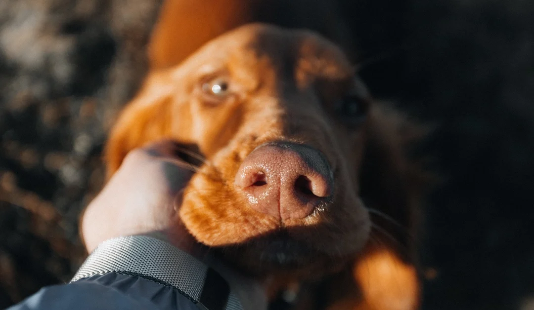 “When people suffer, animals suffer;” bridging the gap between crisis and care through pet welfare