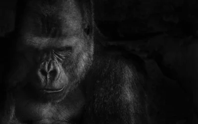 Instagram and Tiktok person fights fake gorilla on a Sunday in September
